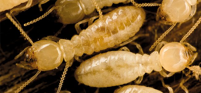 Choisir le bon bois contre les insectes et champignons